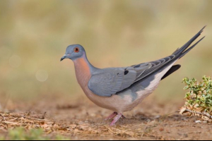 Cestující holub Cestující holub